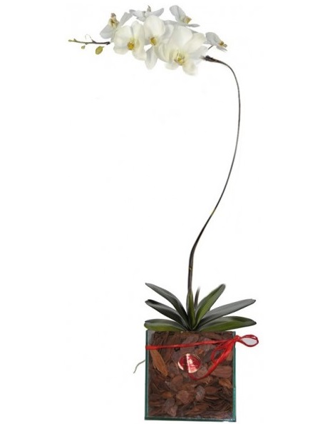 Arranjo de Flores D3